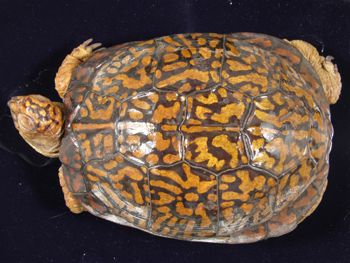 Media type: image; Herpetology R-4486